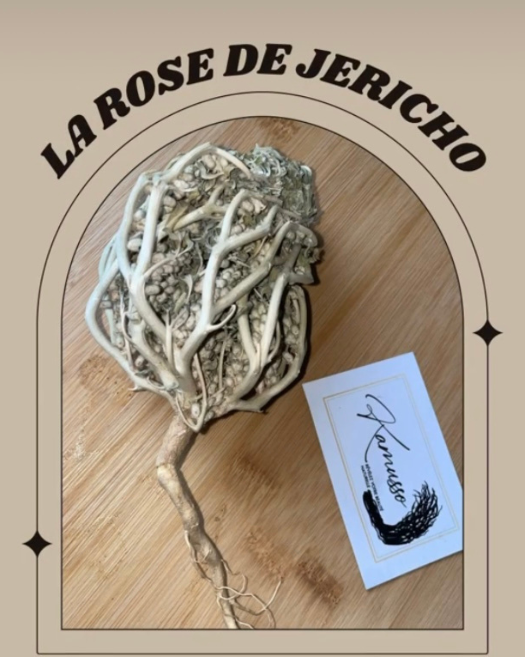 Rose de Jericho
